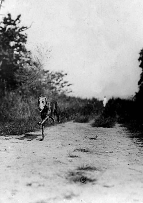 greyhound on track