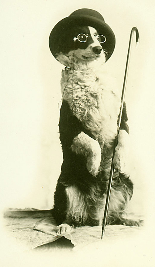 Border-Collie-sitting up