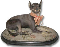 taxidermy Victorian chihuahua dog in glass dome