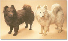 Samoyed: descendent of the dogs used by Captain Scott