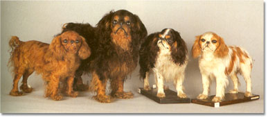 Taxidermy King Charles Spaniels